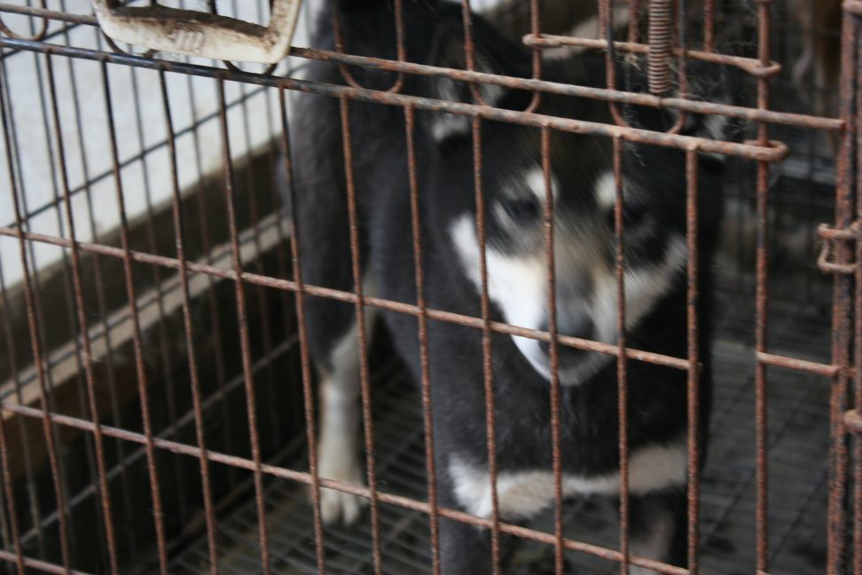 放棄された柴犬たち(5/1)_f0242002_1194114.jpg