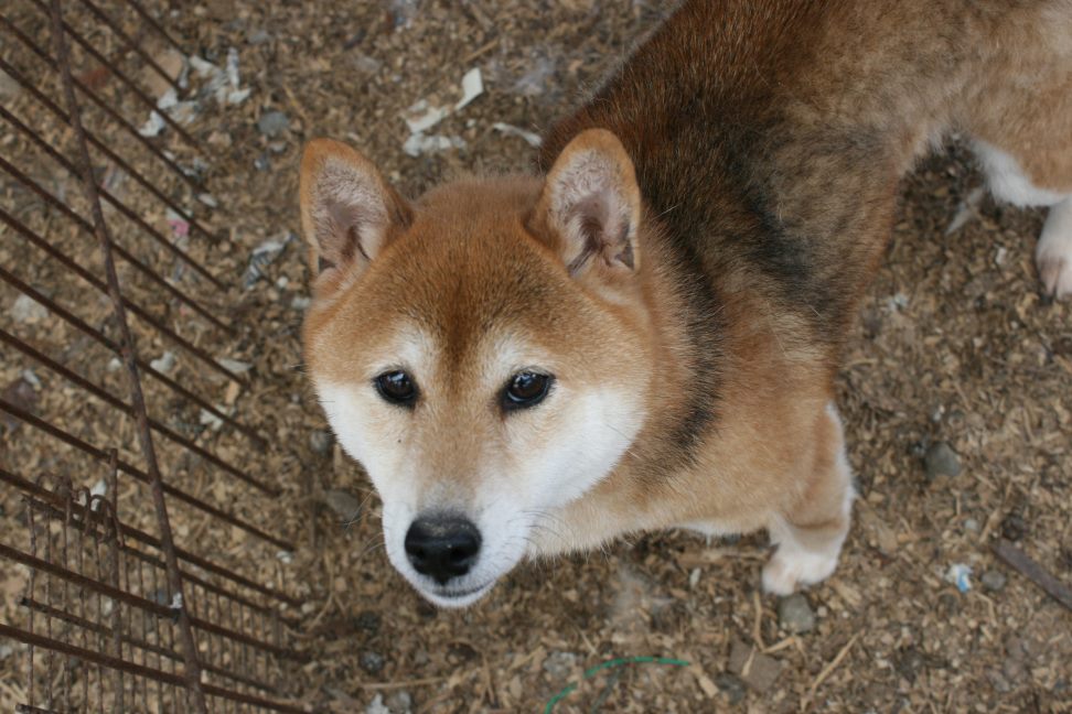 放棄された柴犬たち(5/1)_f0242002_1201480.jpg