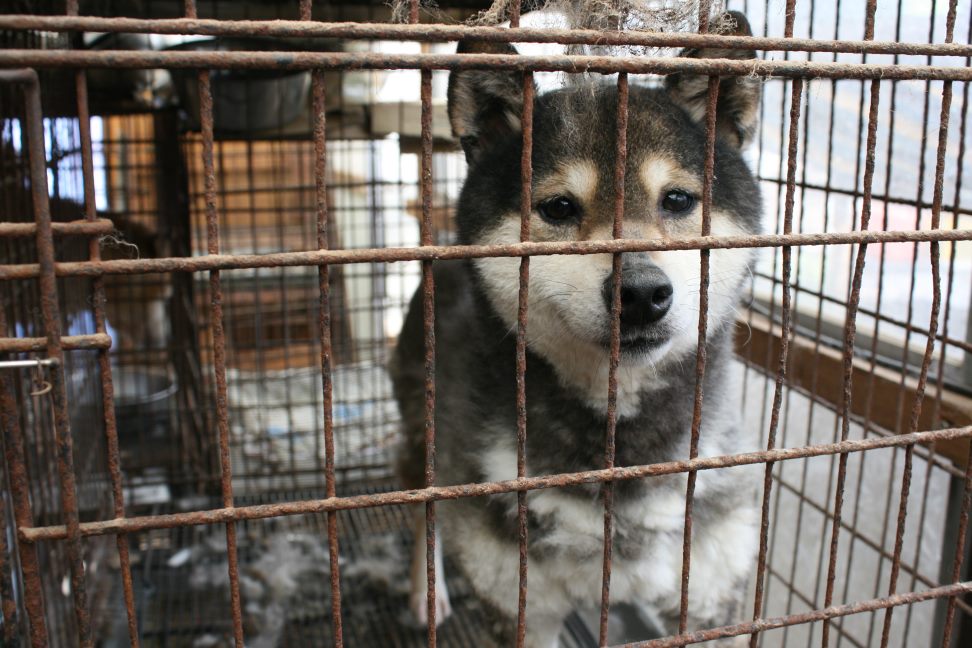 放棄された柴犬たち(5/1)_f0242002_122948.jpg