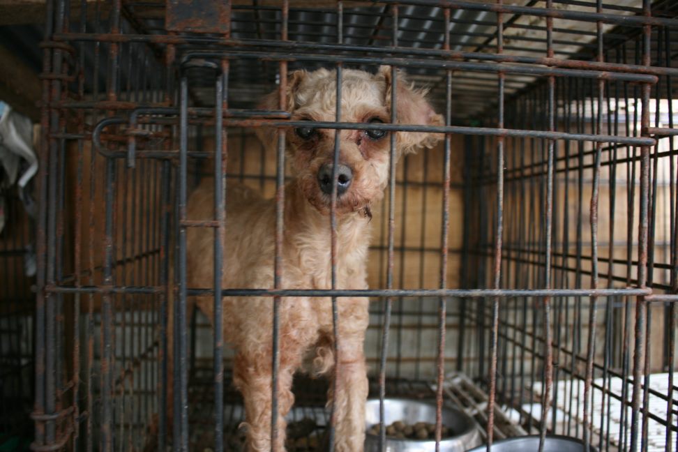 放棄された柴犬たち(5/1)_f0242002_124381.jpg