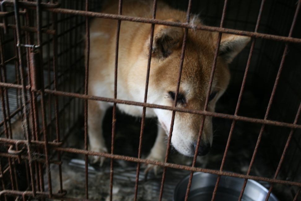 放棄された柴犬たち(5/1)_f0242002_124619.jpg