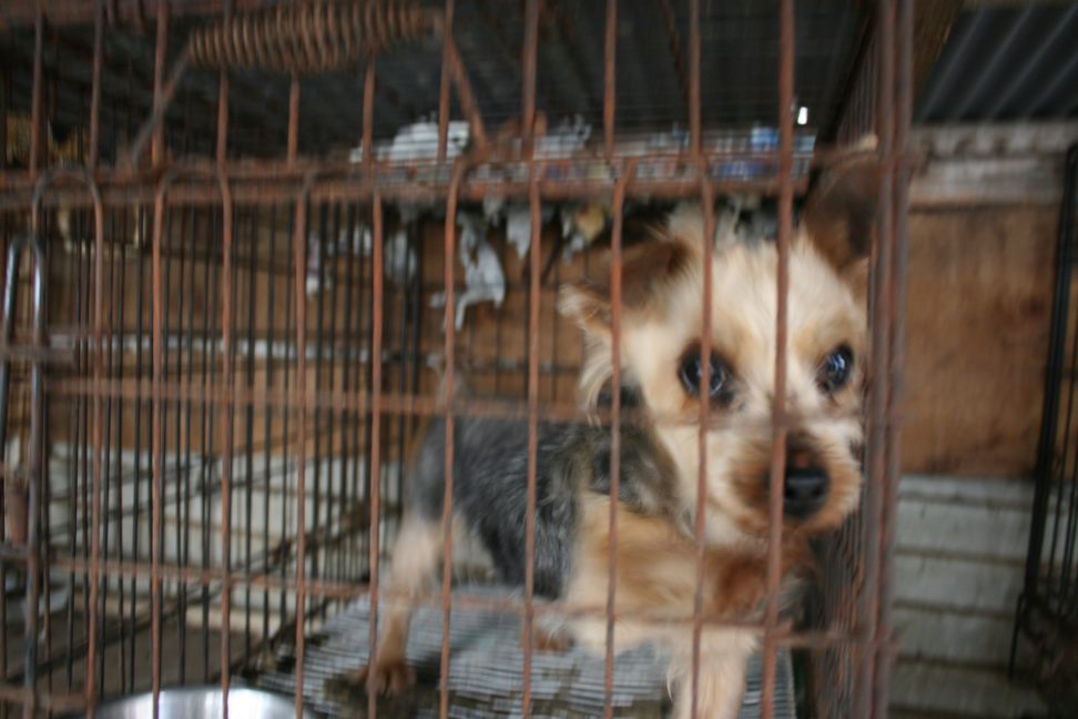 放棄された柴犬たち(5/1)_f0242002_1254961.jpg