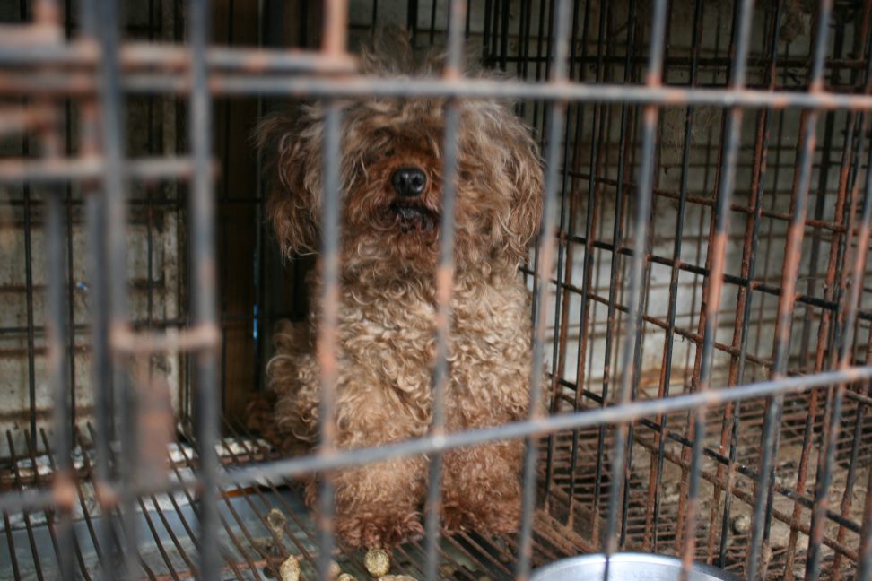 放棄された柴犬たち(5/1)_f0242002_125747.jpg