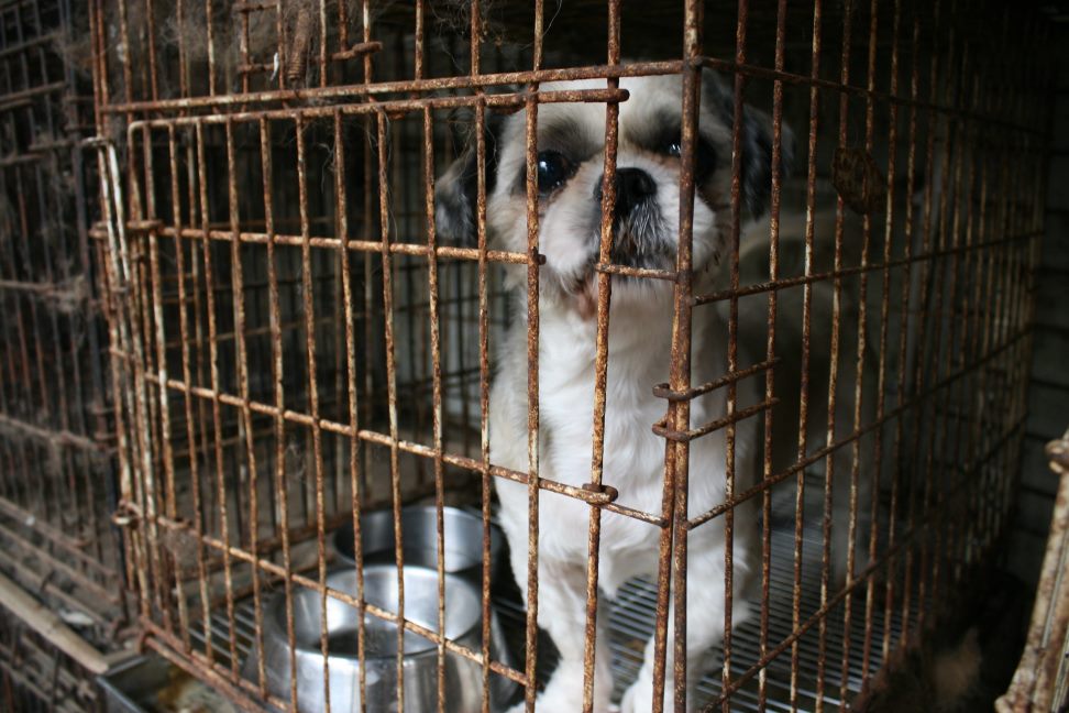 放棄された柴犬たち(5/1)_f0242002_128294.jpg