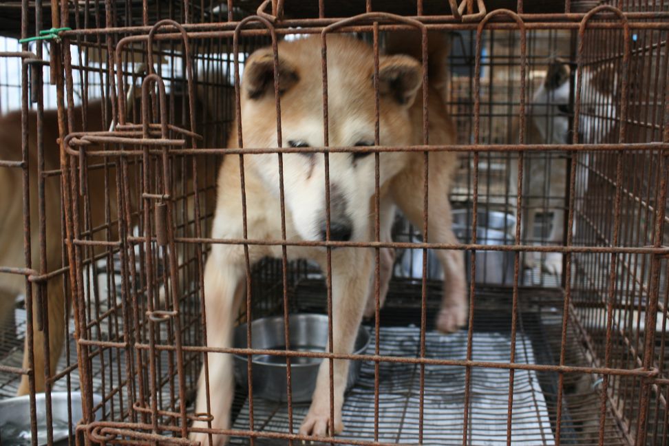 放棄された柴犬たち(5/1)_f0242002_134461.jpg
