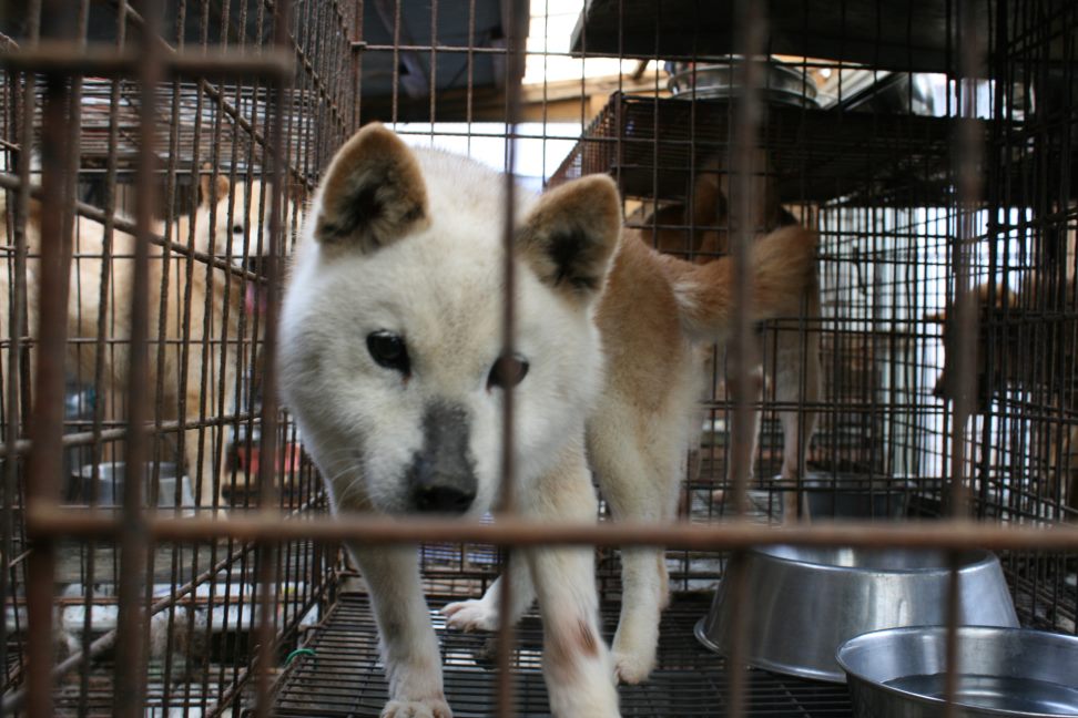 放棄された柴犬たち(5/1)_f0242002_15135.jpg