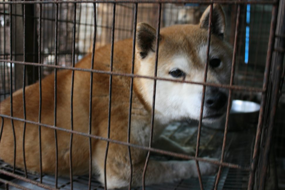 放棄された柴犬たち(5/1)_f0242002_185174.jpg