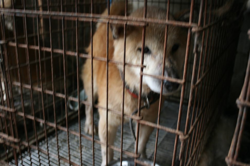 放棄された柴犬たち(5/1)_f0242002_19521.jpg