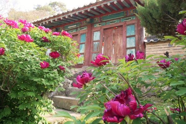 2016年春の大邱　牡丹の花咲くころ　①道東書院_a0140305_18493128.jpg