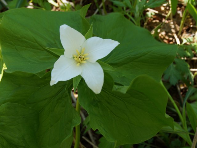 a0345007_85901.jpg