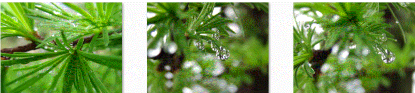 f0231709_15162215.gif