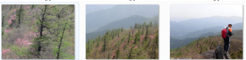 f0231709_1541332.gif