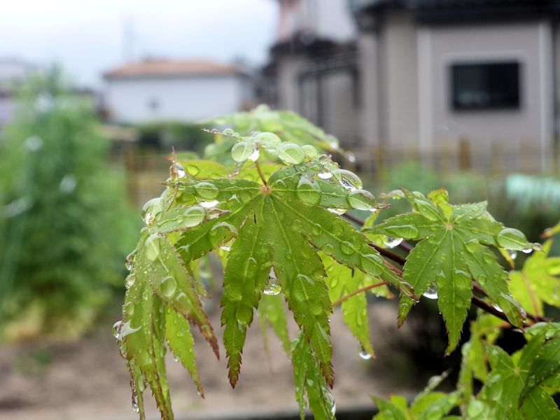 天気は雨・・・_b0057612_1314469.jpg