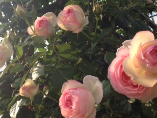 パリでした NO.490_c0102513_21573020.jpeg