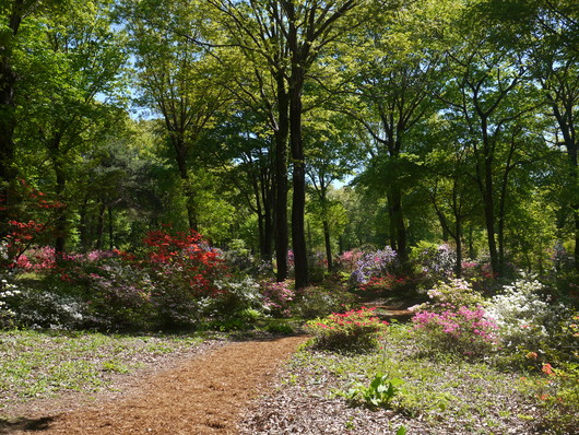 赤城自然園　５月８日　＆　赤城山　桜の広場_e0205713_22105889.jpg