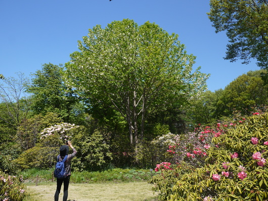 赤城自然園　５月８日　＆　赤城山　桜の広場_e0205713_22113170.jpg