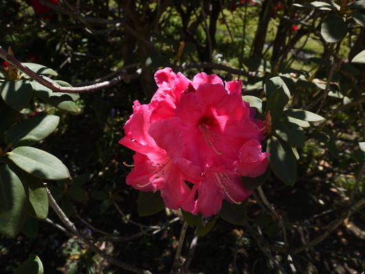 赤城自然園　５月８日　＆　赤城山　桜の広場_e0205713_22114150.jpg