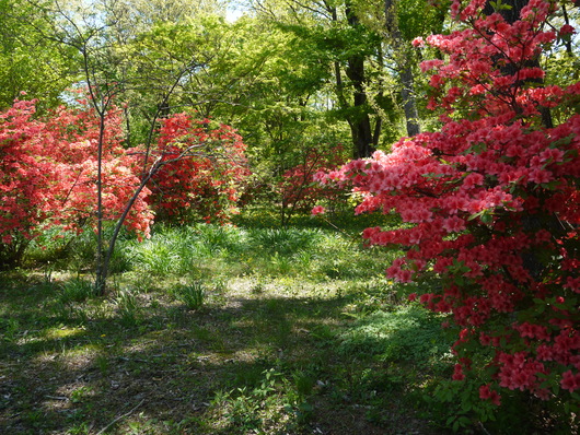 赤城自然園　５月８日　＆　赤城山　桜の広場_e0205713_22115187.jpg