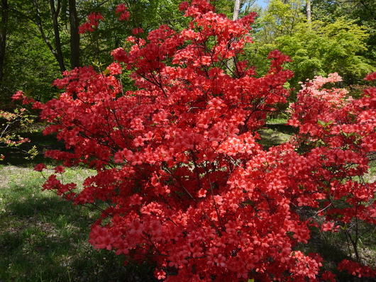 赤城自然園　５月８日　＆　赤城山　桜の広場_e0205713_22121474.jpg