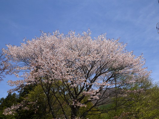 赤城自然園　５月８日　＆　赤城山　桜の広場_e0205713_22122969.jpg