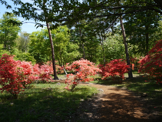 赤城自然園　５月８日　＆　赤城山　桜の広場_e0205713_2212374.jpg