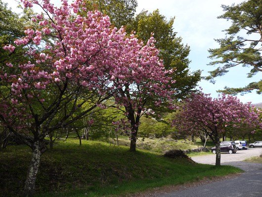 赤城自然園　５月８日　＆　赤城山　桜の広場_e0205713_22124470.jpg