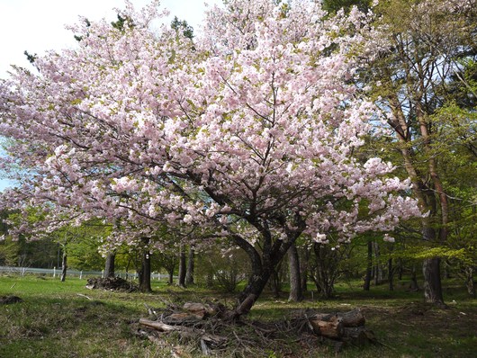 赤城自然園　５月８日　＆　赤城山　桜の広場_e0205713_22125151.jpg