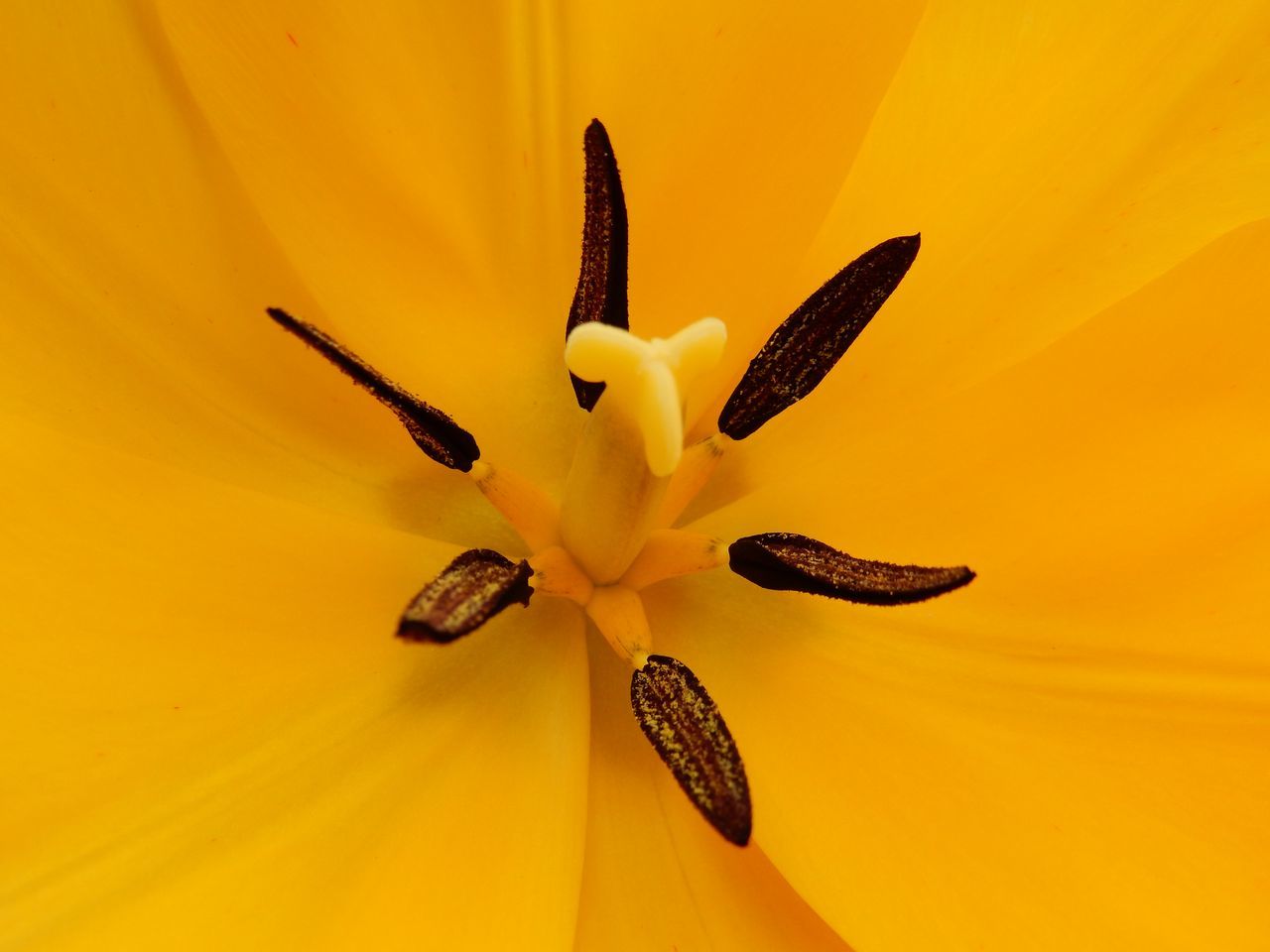 チューリップは花が終わる前に切り花に_c0025115_22145493.jpg