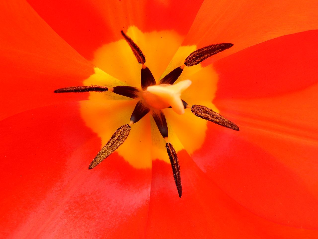 チューリップは花が終わる前に切り花に_c0025115_22150006.jpg