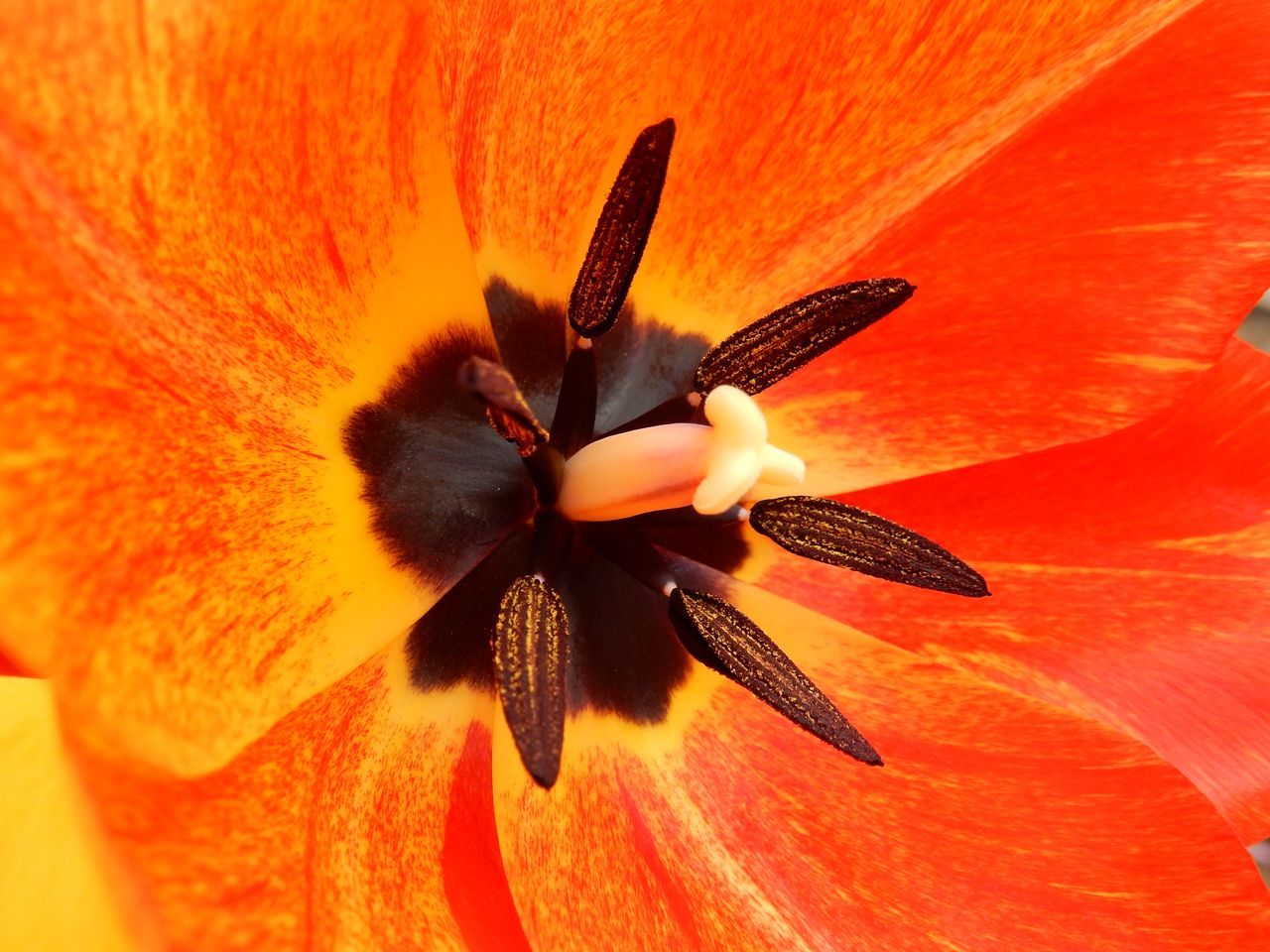 チューリップは花が終わる前に切り花に_c0025115_22150392.jpg