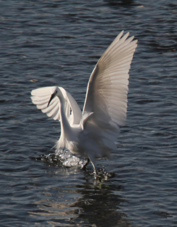 以前からの野鳥たち_b0369117_08131174.jpg