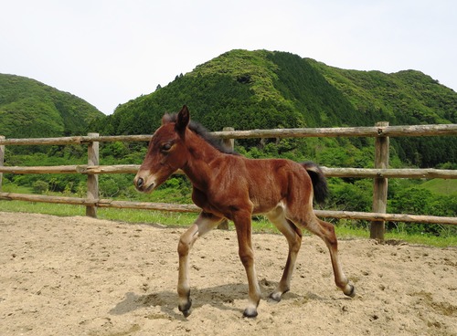 ルンタの旅立ち&～対州馬子馬誕生！！～_b0202125_15305885.jpg