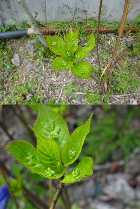 新緑の群馬山里へ(第1部）_d0037233_13540846.jpg