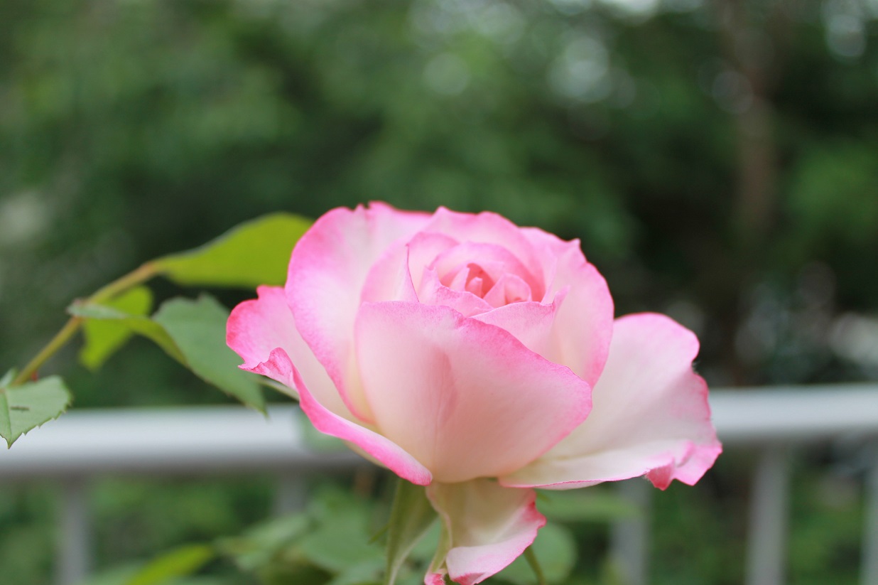 花下獨酌/逍遥茶人_f0070743_1731918.jpg