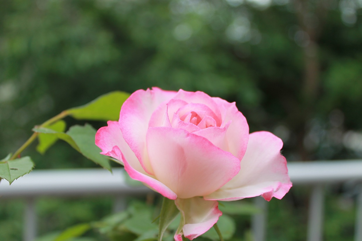 花下獨酌/逍遥茶人_f0070743_1732911.jpg