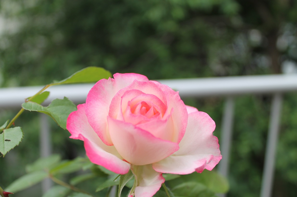 花下獨酌/逍遥茶人_f0070743_1733992.jpg