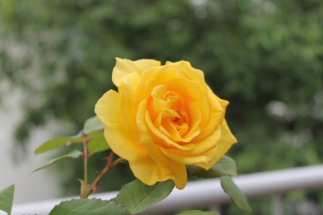 花下獨酌/逍遥茶人_f0070743_1735475.jpg