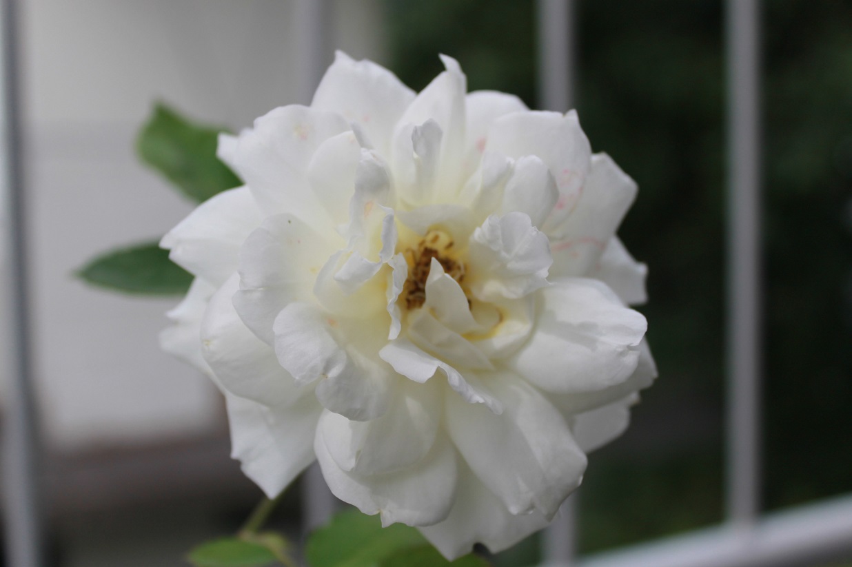 花下獨酌/逍遥茶人_f0070743_174146.jpg