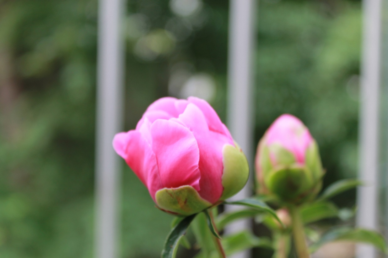 花下獨酌/逍遥茶人_f0070743_1743035.jpg