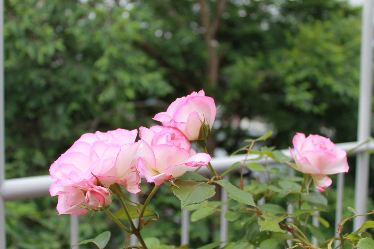 花下獨酌/逍遥茶人_f0070743_174418.jpg