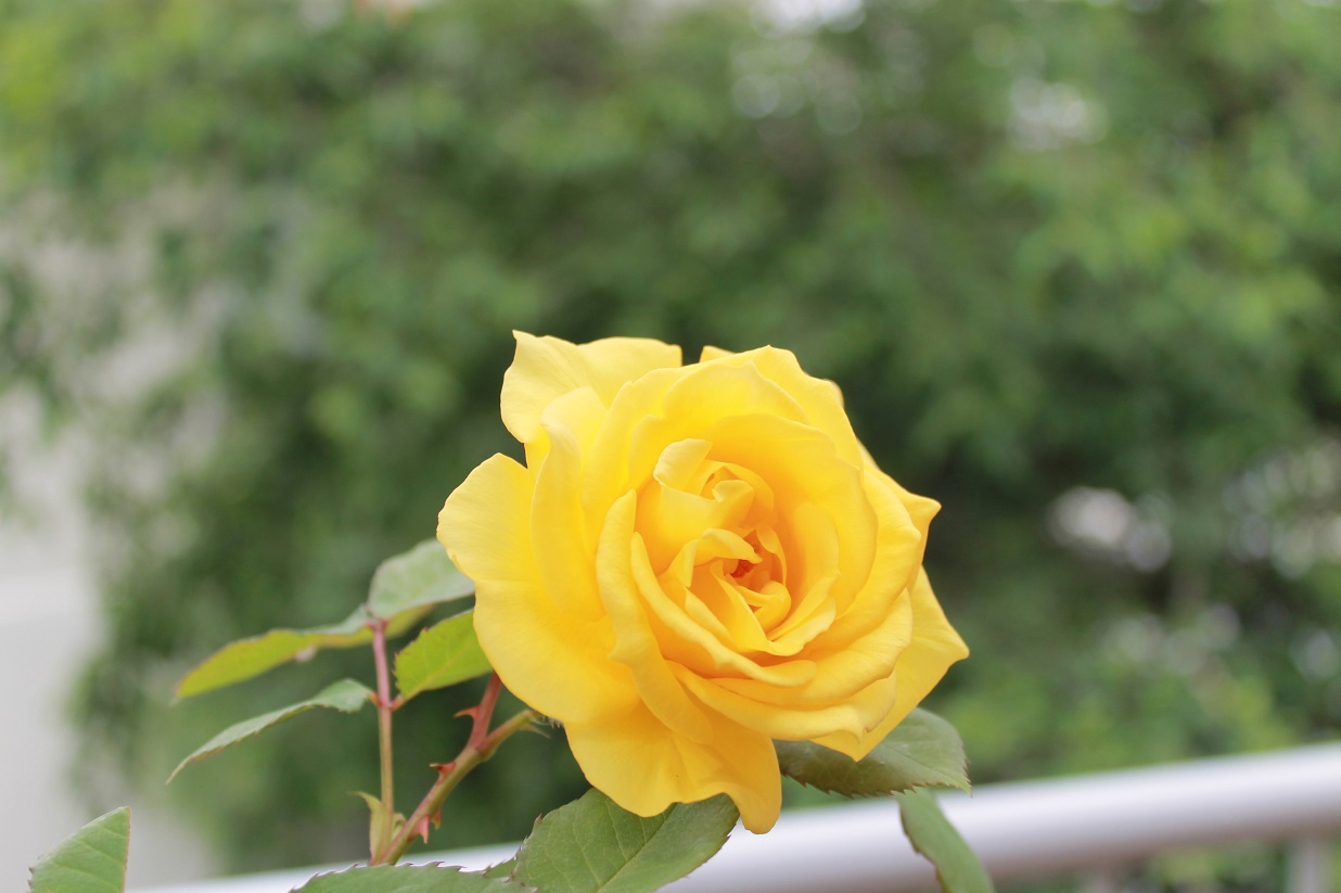花下獨酌/逍遥茶人_f0070743_174451.jpg