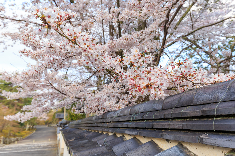 京の桜2016・南禅寺桜景色_f0155048_237229.jpg