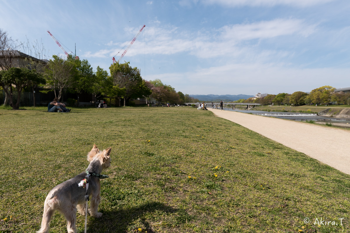 鴨川ワンコ散歩 -1-_f0152550_21515516.jpg