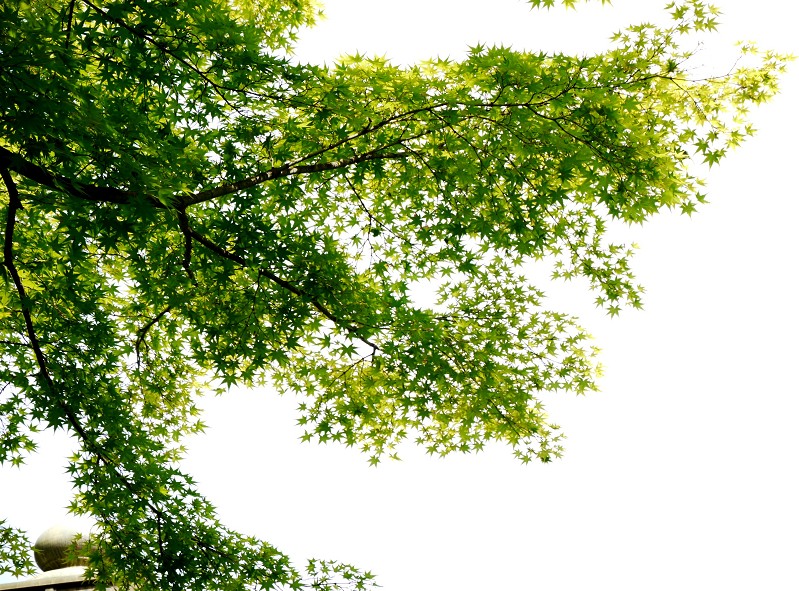 　　紅葉渓庭園にて_b0093754_1726179.jpg