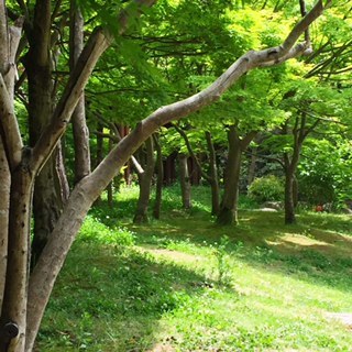 GWの朝食＆久しぶりの森林浴_e0348257_06580654.jpg