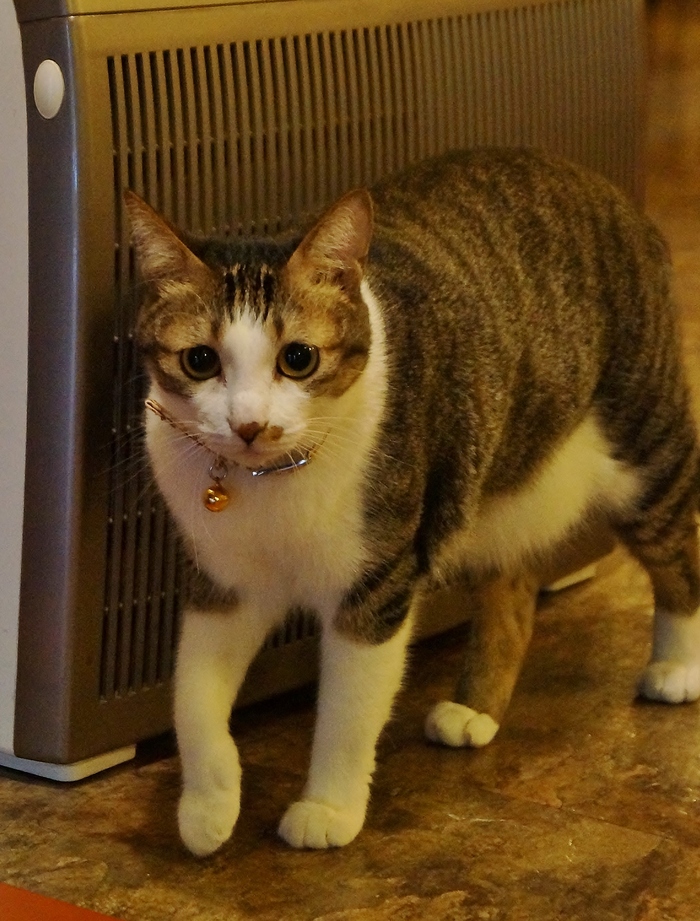 猫まみれ台湾旅行その１ 世界最初の猫カフェ 小猫花園 たんぶーらんの戯言