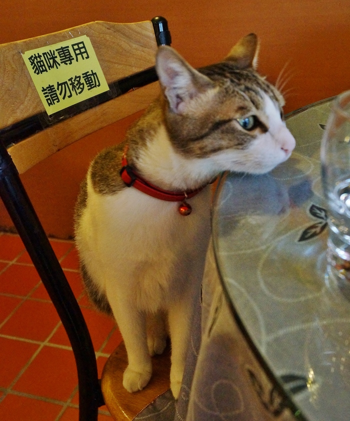 猫まみれ台湾旅行その１ 世界最初の猫カフェ 小猫花園 たんぶーらんの戯言