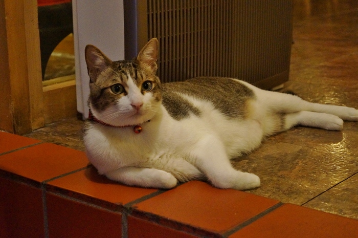 猫まみれ台湾旅行その１ 世界最初の猫カフェ 小猫花園 たんぶーらんの戯言