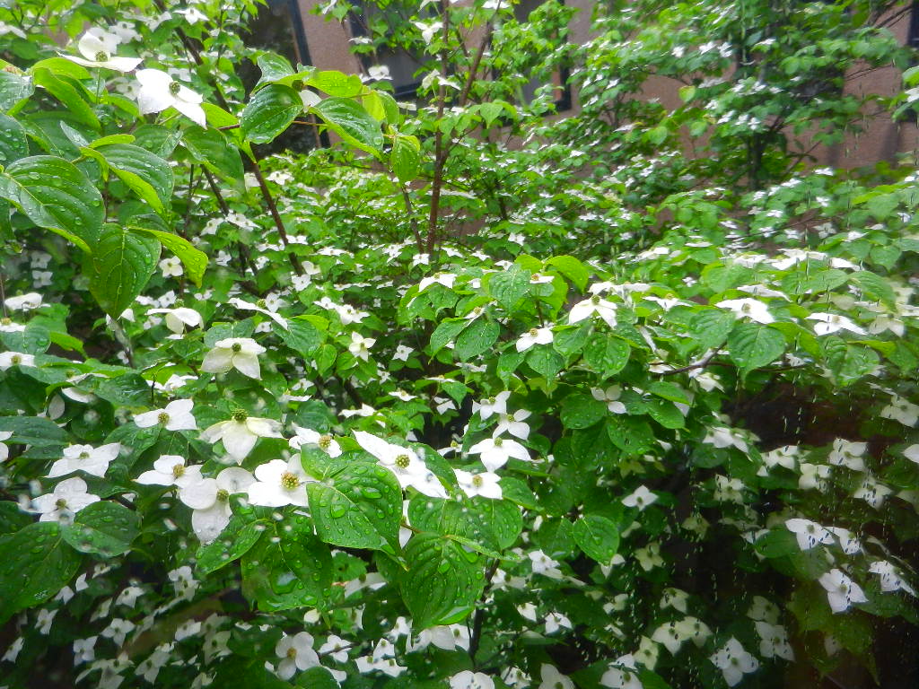 庭　白い花咲く_d0137658_19373391.jpg