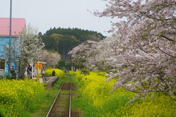 いすみ鉄道　ムーミン列車の旅　7_d0152261_1131872.jpg